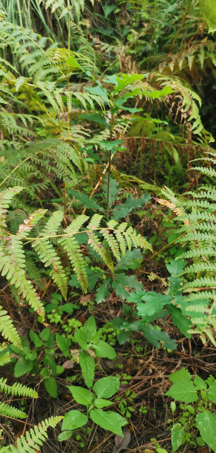 Protected and shaded new seedling of an Oak | ReWild! Nature restore project